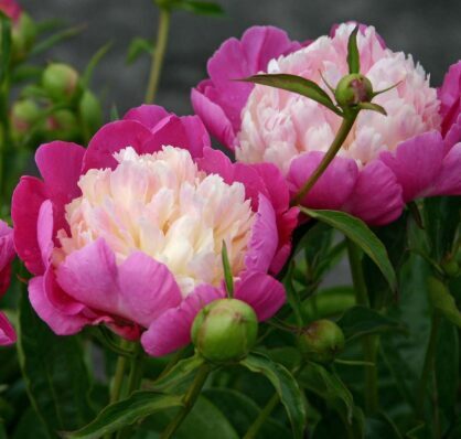 Peonija 'Gay Paree'